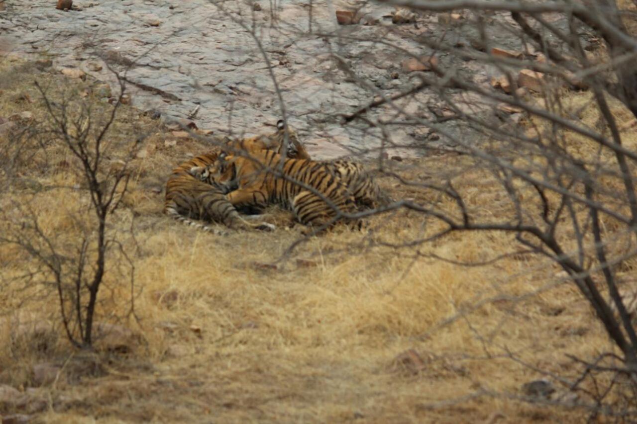 Hotel Tiger Regency Resort Sawai Madhopur Zewnętrze zdjęcie